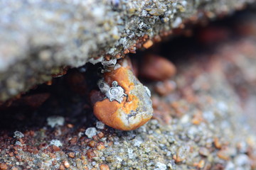 Beautiful sea stone on a beach