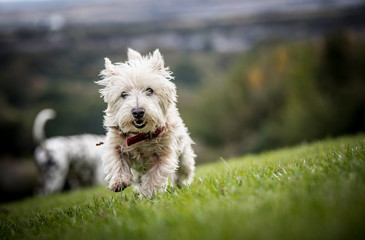The West Highland Terrier