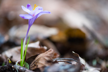 Crocus