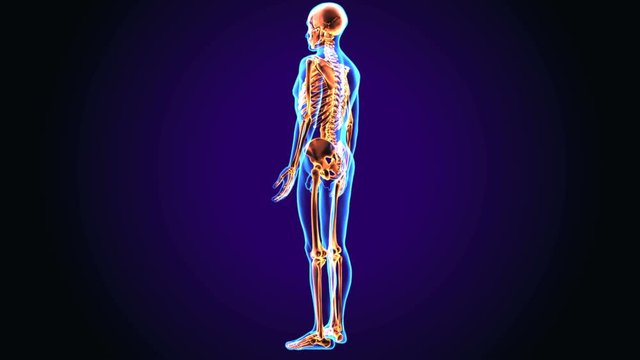 3d illustration of human being > anatomy > skeleton > anatomy

