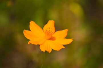 Flower Orange Wild Papaver Atlanticum