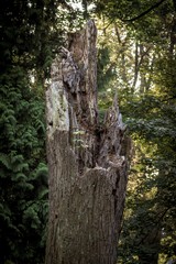 Fototapeta na wymiar kikut starego połamanego drzewa w lesie