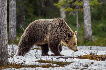 Wild Adult Brown Bear on the snow in early spring forest. Scientific name:  Ursus arctos.