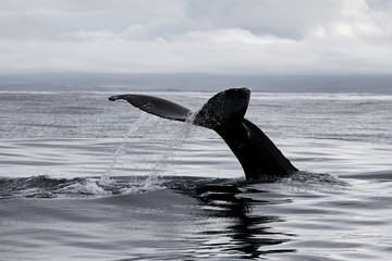 The tail of the sperm whale, Atlantic Ocean, Iceland, Husavik. Whale safari