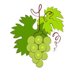Bunch of grapes with leaf isolated on white background. Green grape bunch icon vector illustration.