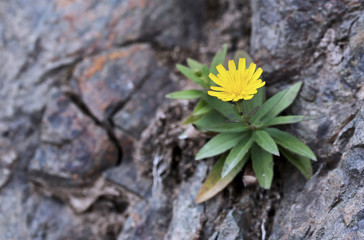 The yellow dandelion flower bloomed on the rock.