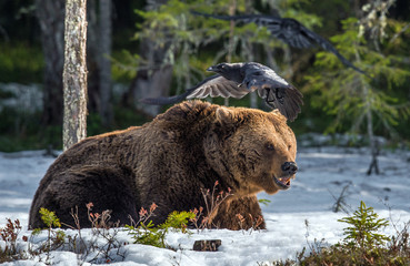 Wild Adult Brown Bear on the snow in early spring forest. Scientific name:  Ursus arctos.