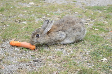Gray-haired rabbit chewing large carrot