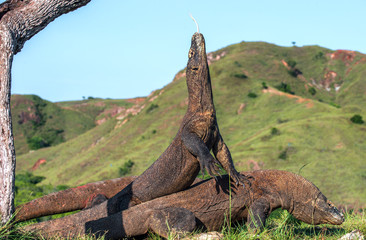 Komodo dragon rise the head and sniffs the air with his forked tongue. Natural habitat. Scientific name: Varanus komodoensis. Natural background is Landscape of Island Rinca. Indonesia.