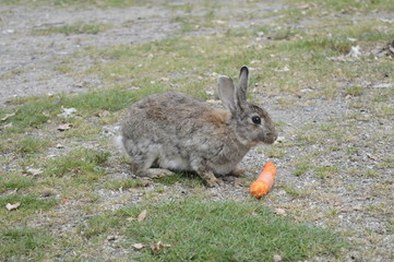 Gray-haired rabbit chewing large carrot