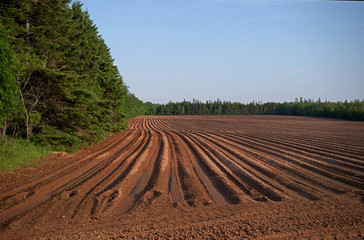 PEI Field prepared for planting