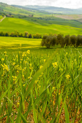 Landscape of tuscan countryside