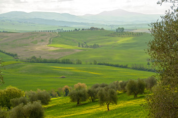 Fototapeta na wymiar Landscape of tuscan countryside
