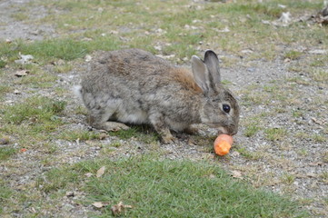 Gray-haired rabbit chewing large carrot