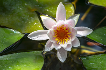 Early morning of pink water lily Marliacea Rosea. Nymphaea rises above its dark green leaves. Nature concept for design
