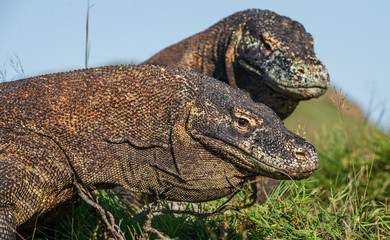 Close up Portrait of Komodo dragon in natural habitat. Scientific name: Varanus komodoensis. Natural background is Landscape of Island Rinca. Indonesia.
