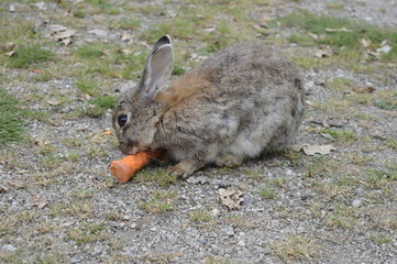 Gray-haired rabbit chewing large carrot