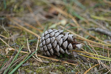 Close up background with pine cone on green grass in the forest at Formby in England