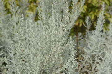 Artemisia schmidtiana with hairy silvery leaves
