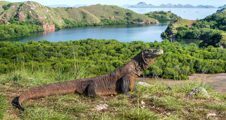 Komodo dragon in natural habitat. Scientific name: Varanus komodoensis. Natural background is Landscape of Island Rinca. Indonesia.