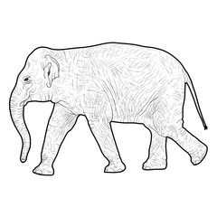 Silhouette large African elephant on a white background