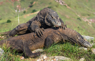 Fight of Komodo dragons for domination. Natural habitat. Scientific name: Varanus komodoensis. Natural background is Landscape of Island Rinca. Indonesia.