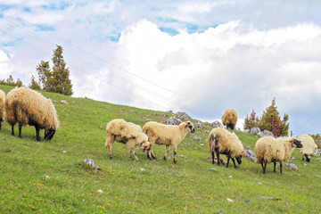 Flock of sheep grazing the grass in the mountains, Durmitor Montenegro. Eco farm organic products concept