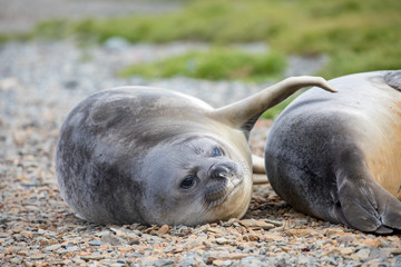 seal sitting on a rock