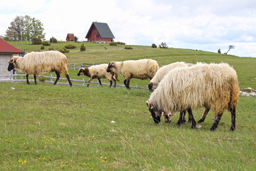Obraz premium Flock of sheep grazing the grass in the mountains, Durmitor Montenegro. Eco farm organic products concept