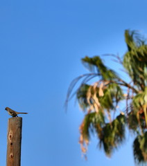 Landscape Clouds Skyline 