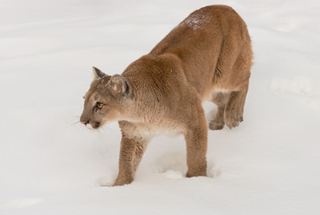 Obraz premium Adult Female Cougar (Puma concolor) Lifts Back Paw From Snow