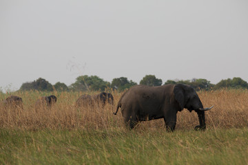 elephant in africa in a group