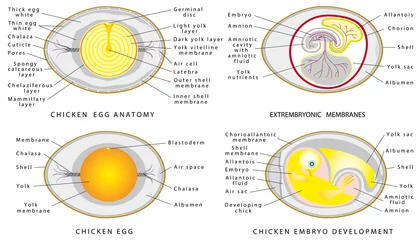 Chicken egg anatomy © vonuk