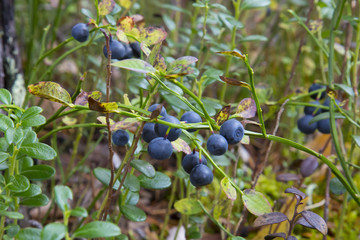 Blueberries in the forest