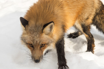 Amber Phase Red Fox (Vulpes vulpes) Close Up