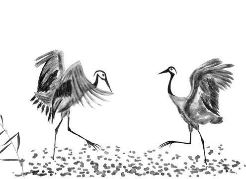 Two dancing Japanese cranes birds drawing.  Watercolor and ink illustration in style sumi-e, u-sin, go-hua. Oriental traditional painting. Isolated .
