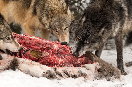 Trio of Grey Wolves (Canis lupus) Chew at White-Tail Deer Carcass