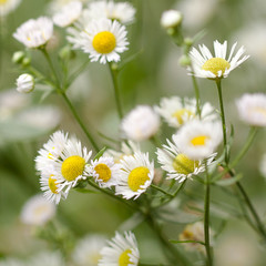 beautiful small delicate flowers of chamomile blooming in a field or on a meadow