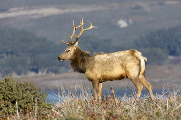 Bull elk