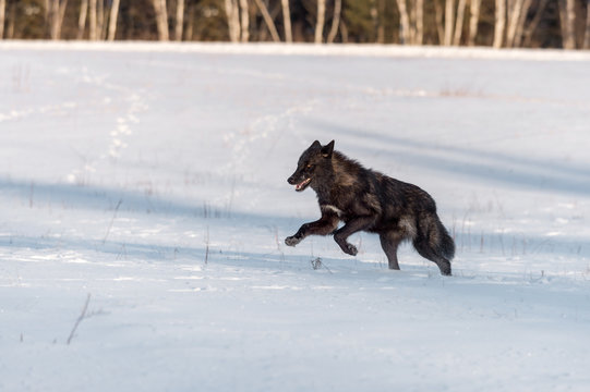 Black Phase Grey Wolf (Canis lupus) Jumps Left in Snowy Field