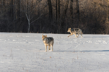 Grey Wolves (Canis lupus) in Snowy Field