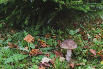 Mushroom boletus grows in the forest in early autumn