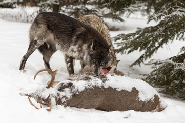 Black Phase Grey Wolf (Canis lupus) Shoves Wolf Aside At Deer Carcass