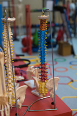 Medical Plastic Scale Model of Human Spine with Colorful Signs for Teaching