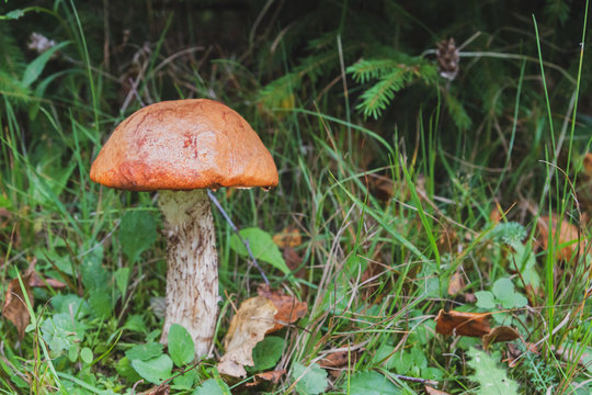 Noble red mushroom grows under the tree in the forest in early autumn