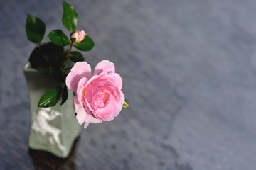 Rose flower light pink in an old gray vase on a light background.