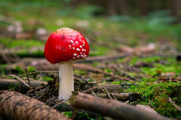 schöner Fliegenpilz