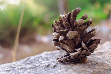Oak fruit with soft background