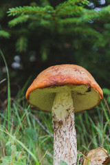 Noble red mushroom grows under the tree in the forest in early autumn