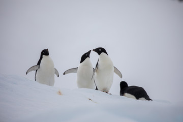 penguin in the arctic